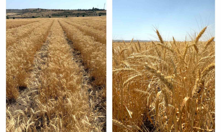 ETİ’den kurak iklim koşullarına dayanıklı yerli buğday çeşidi