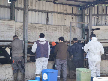 Tekirdağ’da ithal damızlık hayvanlar için sıkı sağlık denetimi