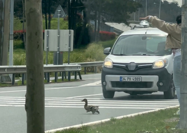 İstanbul’da ördeklerin güvenli geçişi için trafik durduruldu