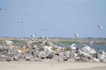 Türkiye’nin en büyük adası Gökçeada’da en büyük ada martısı kolonisi