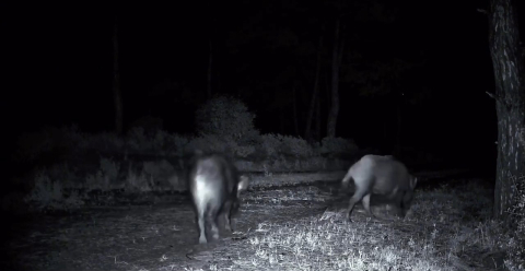 Domuz sürüsü fotokapana yakalandı