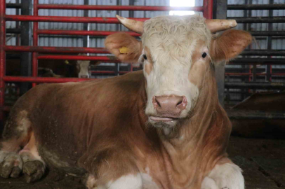 1,5 tonluk dev tosun, 950 bin liraya vitrine çıktı