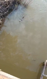 Bursa’da deredeki su samuru şaşırttı