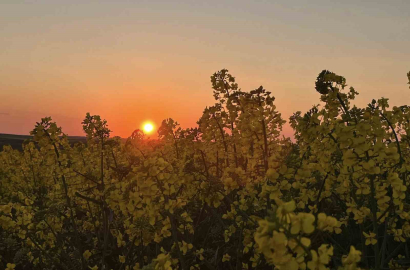 Kanola tarlalarında gün batımı manzarası
