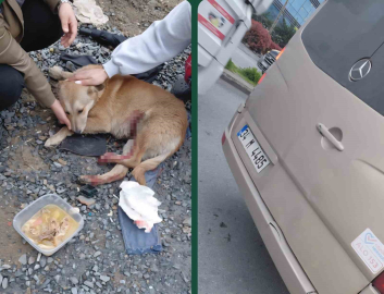 "Köpeğe çarptın" tartışması kamerada