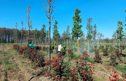 Üretim fidanlığında bitkiler hastalıklara karşı korumaya alındı