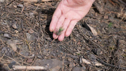 Başkan Işık’tan yeşil Gürsu çağrısı