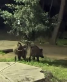 Bursa’da domuzlar piknik alanlarına indi