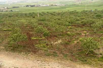 Komşu illerde aşırı yağışlar nedeniyle Siirt fıstığında rekolte ve talebin artması bekleniyor
