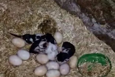 Tavuk ile kedi arasında "Annelik krizi" kamerada
