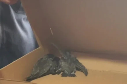Havalandırma borusunda mahsur kalan 3 yavru kuş kurtarıldı
