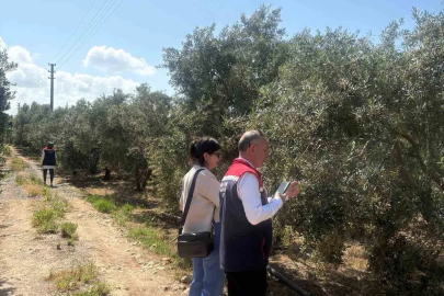 Didim’de zeytin verim tespit çalışmaları başladı
