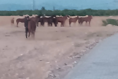 Malatya’da çiftlikten kaçan atlar ekipleri alarma geçirdi

