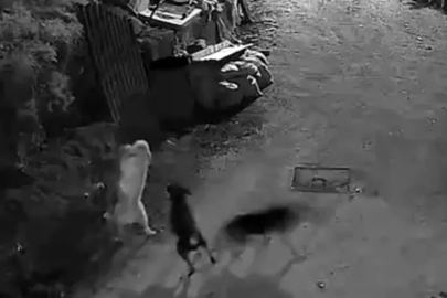 Kurtlar, indikleri köyde köpeği boğdu
