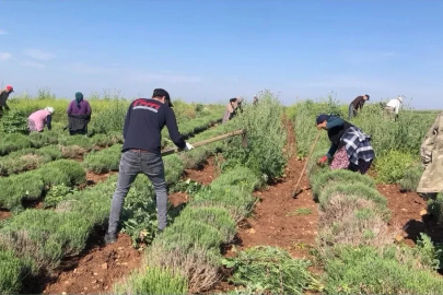 Edirne’de verimsiz araziler lavanta tarlasına dönüştü
