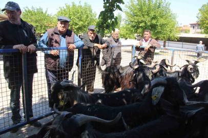 Muğla’da kurbanlık satışları devam ediyor
