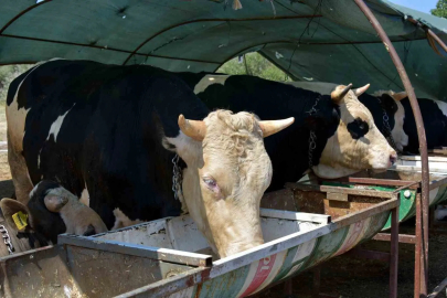 Aliağa’da kurbanlık hayvan kesim fiyatları belli oldu
