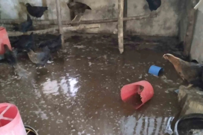 Tercan’da kümesi su bastı, civcivler telef oldu
