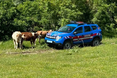 Elazığ’da kaybolan inekler dron ile bulundu
