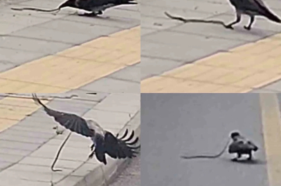 Karganın yılan avı kameraya yansıdı
