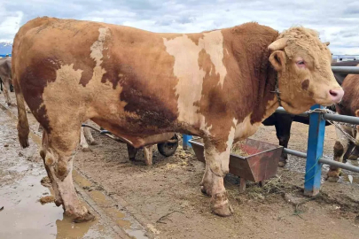 Şampiyon "Çakır" 525 bin TL’den satışta
