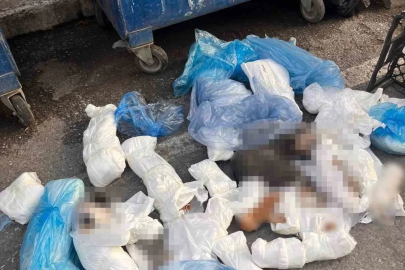 İzmir’deki ’33 ölü kedi’ vahşetinde yeni gelişme
