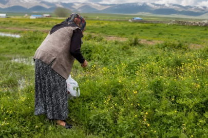 Ağrı’da asırlık gelenek: Şifalı otlar kış sofraları için hazırlanıyor
