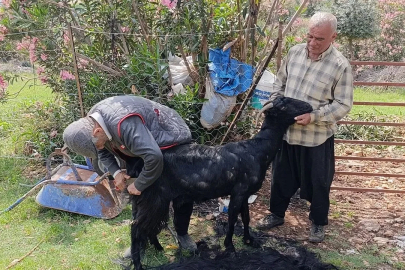 Kozan’da keçilere yaz bakımı
