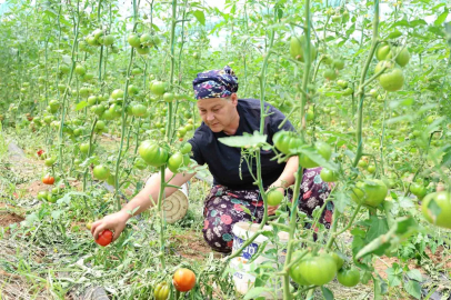 Dangalak domatesin hasadı başladı
