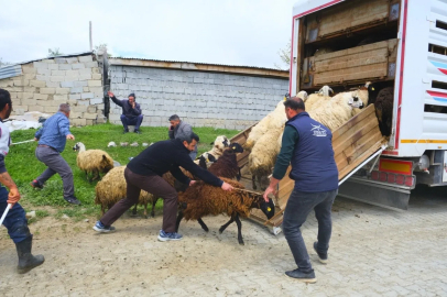 Erzincan’da yayla yolculuğu başladı, üreticiler hayvanları kamyonlara yüklemekte zorlandı
