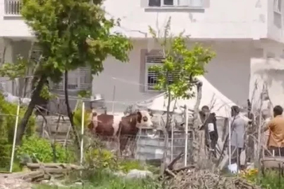 Kaçan kurbanlık iğne vurularak yakalandı
