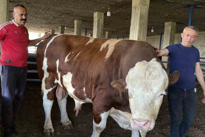 Özenle büyüttüğü boğasına ‘Gardaşım’ diyerek hitap eden besicinin bir ton 300 kiloluk kurbanlığı alıcı buldu
