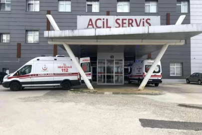 Arı saldırısına uğrayan yaşlı çift hastanelik oldu

