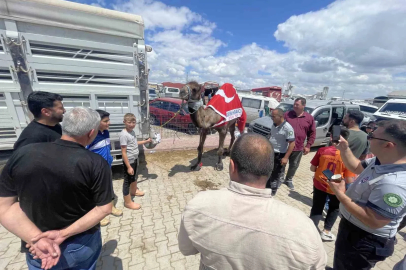 Kurban pazarının gözdesi deve 330 bin TL’ye satıldı
