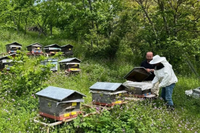 Düzce’de yıllık 502 ton üretiliyor
