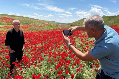 Gelinciklerle kırmızıya bürünen nohut tarlası hayran bıraktı
