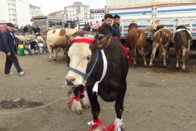 Kars’ta kurban pazarı hareketlendi: 700 kiloluk süslenmiş düve ilgi odağı oldu
