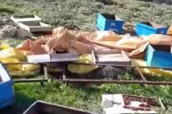 Aç kalan ayı kovanları parçaladı, kaçarken görüntülendi
