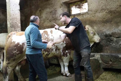 Bir ton 250 kilogramlık dev tosun 550 bin TL’ye satıldı
