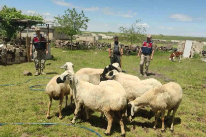 Kaybolan kurbanlıklar dron ile bulundu
