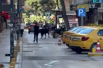 Sahibinin elinden kaçan dana korku dolu anlar yaşattı
