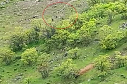 Tunceli’de ayı sürüsü görüntülendi
