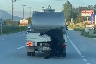 Kurbanlığı araçtan sarkıtıp kilometrelerce sürükledi
