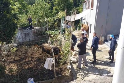 Rize’de kaçan kurbanlık sahiplerine zor anlar yaşattı
