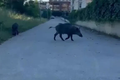 Domuzlar yerleşim yerine inerek yiyecek aradı
