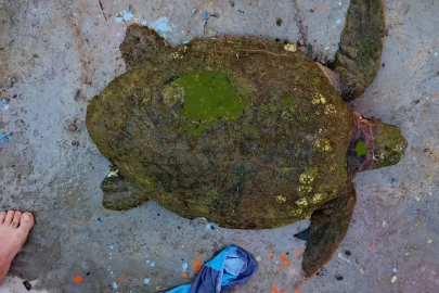 Yaralı Caretta caretta’ya yardım eli uzandı
