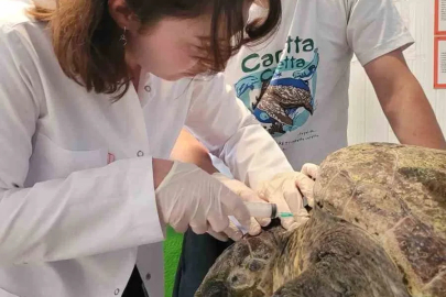 Yaralı caretta carettanın tedavisine başlandı
