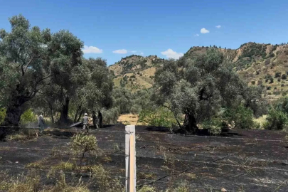 Nazilli’de zeytin bahçesi yangını
