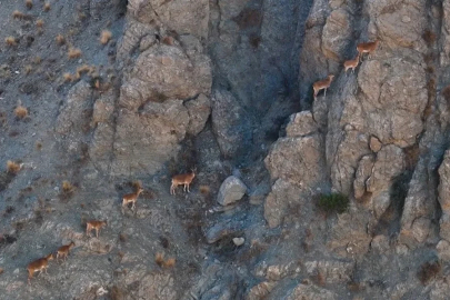 Munzur’un sarp kayalıklarında yaban keçileri görüntülendi
