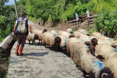 Giresun’da yayla göçü başladı

